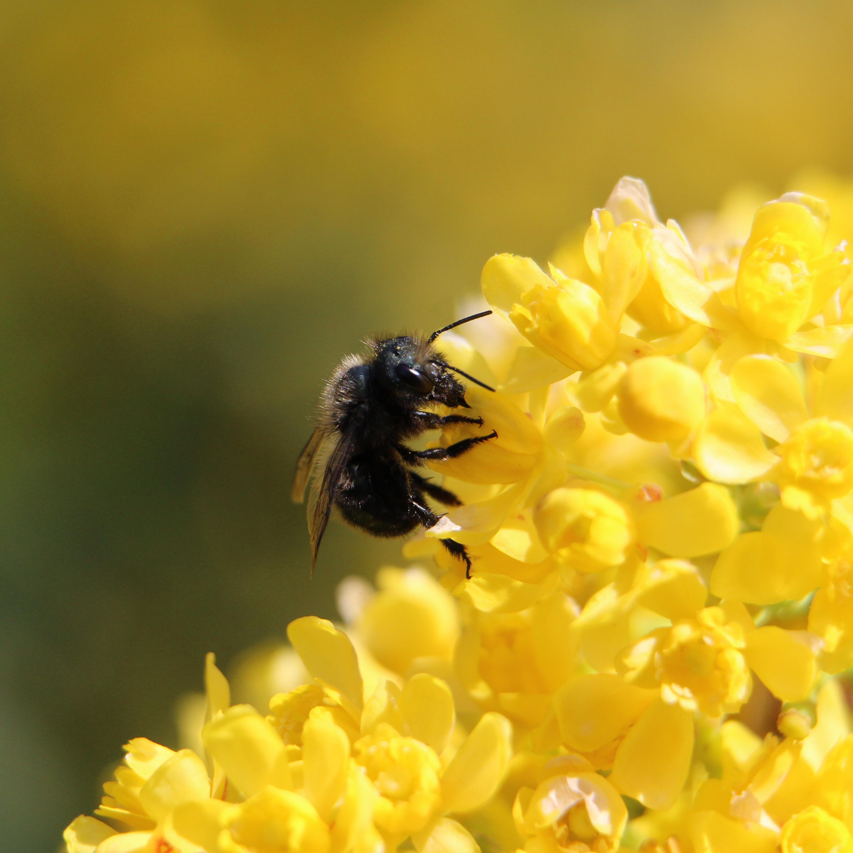 Native Bees Workshop - logo